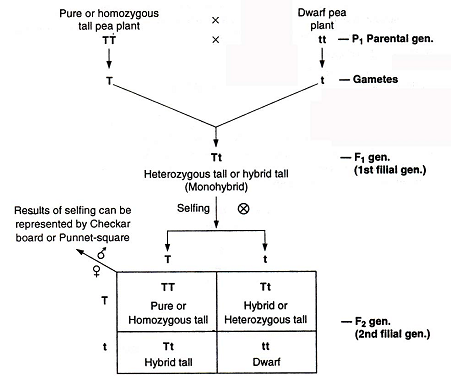 1012_monohybrid cross.png